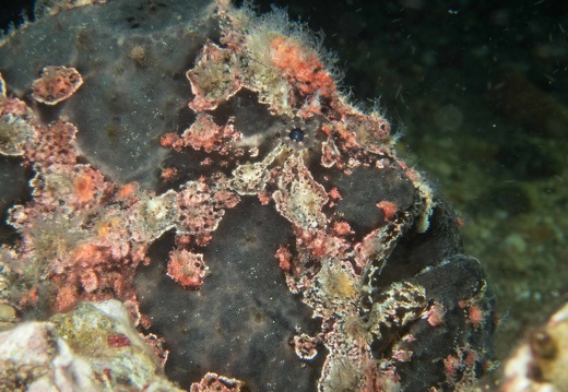 P4265210