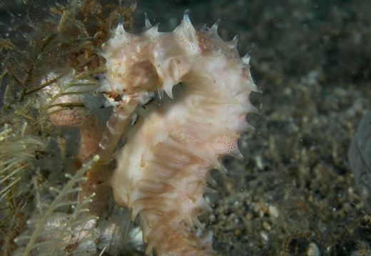P4254868