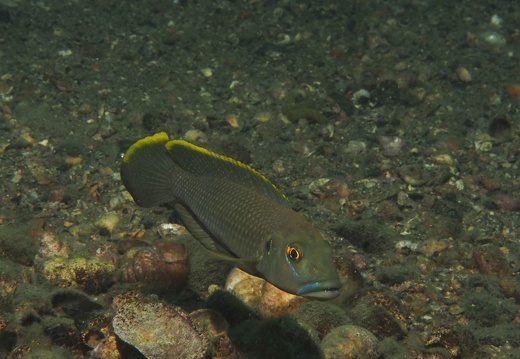 Voyages Plongée / Diving trip