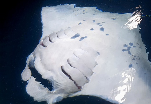 Voyages Plongée / Diving trip