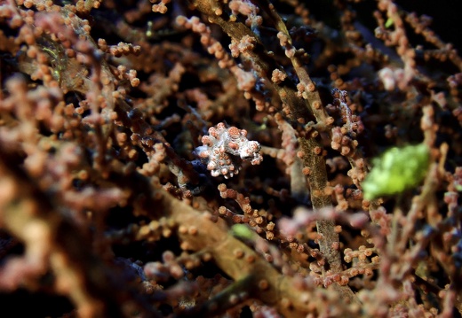 Voyages Plongée / Diving trip