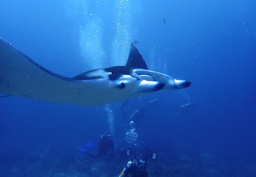 Voyages Plongée / Diving trip